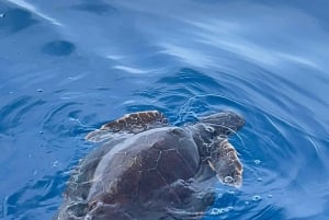 Passeio de barco explorando e procurando golfinhos em Acitrezza