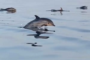 tour en barco explorando y buscando delfines en Acitrezza