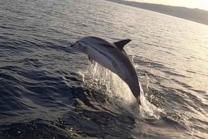 tour en barco explorando y buscando delfines en Acitrezza