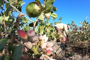 Tour of Bronte Pistachios and Etna Wines