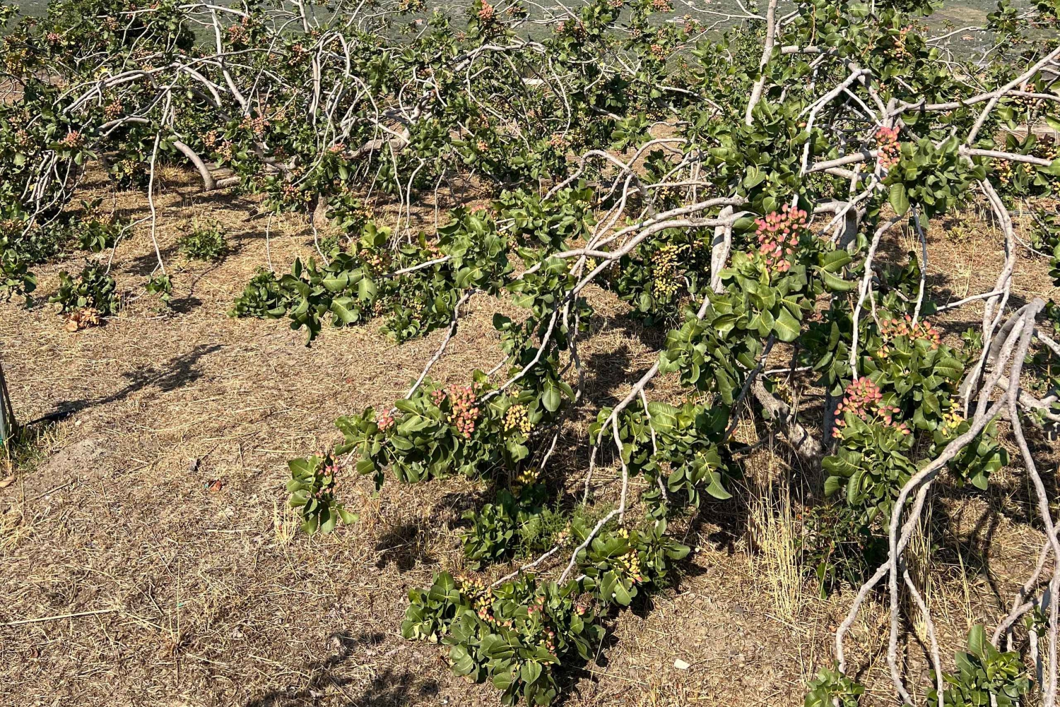 Бронте: экскурсия по фисташковым плантациям с посещением и дегустацией