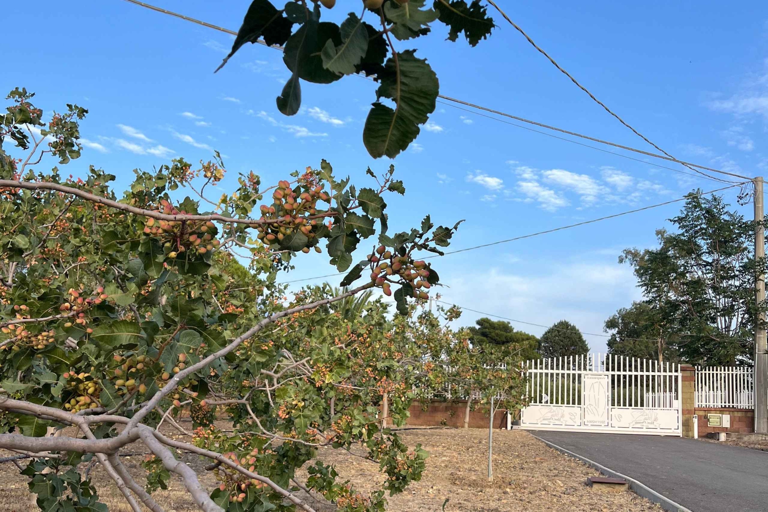 Бронте: экскурсия по фисташковым плантациям с посещением и дегустацией