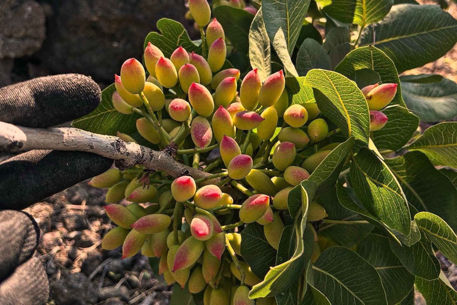 Бронте: экскурсия по фисташковым плантациям с посещением и дегустацией