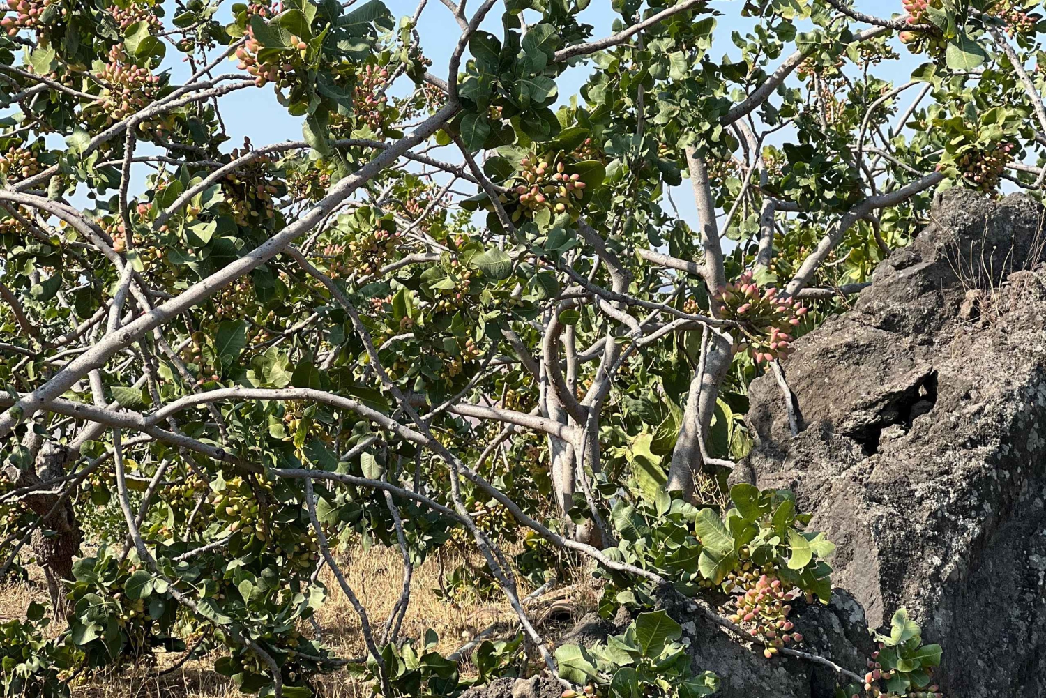 Бронте: экскурсия по фисташковым плантациям с посещением и дегустацией