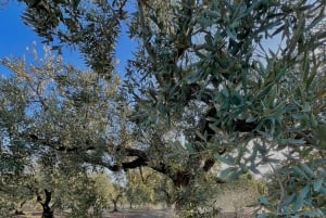 Campobello di Mazara: Bella Giornata Tour and Tasting