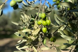 Campobello di Mazara: Bella Giornata Tour and Tasting