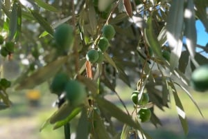 Campobello di Mazara: Bella Giornata Tour and Tasting