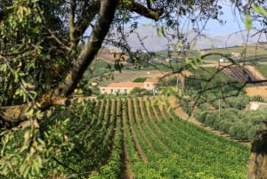 Camporeale : visite découverte des vins Sallier de La Tour