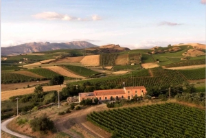 Camporeale : visite découverte des vins Sallier de La Tour