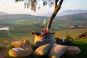 Camporeale : visite découverte des vins Sallier de La Tour
