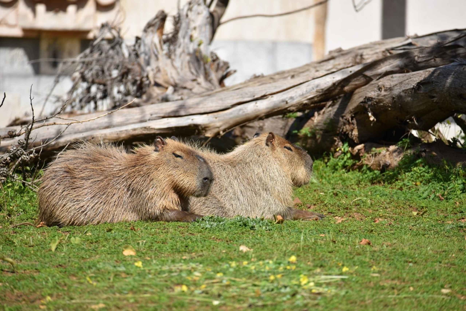 Carini: pääsylippu Bioparco di Sicilia -tapahtumaan.