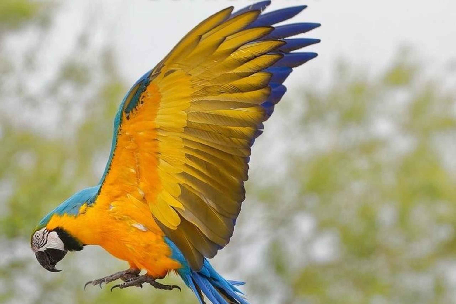 Carini: pääsylippu Bioparco di Sicilia -tapahtumaan.