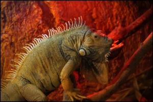 Carini: pääsylippu Bioparco di Sicilia -tapahtumaan.