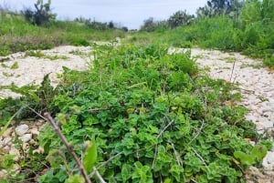 カサ・ネペタ：ノトで五感を使ったトレッキングとビターズの試飲をお楽しみください