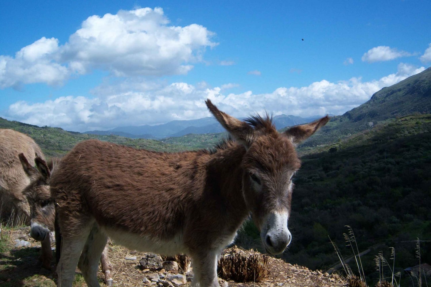 Castelbuono : visite guidée du centre historique médiéval et visite du château