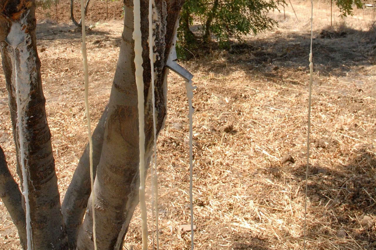 Castelbuono : visite guidée du centre historique médiéval et visite du château
