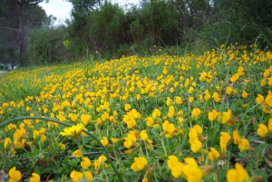 Castelbuono : visite guidée du centre historique médiéval et visite du château