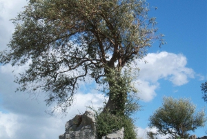 Castelbuono : visite guidée du centre historique médiéval et visite du château