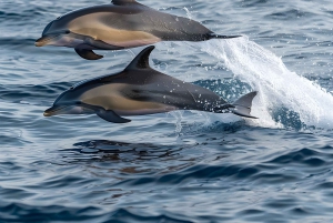 Catania: Zeiltocht langs de kust met aperitief