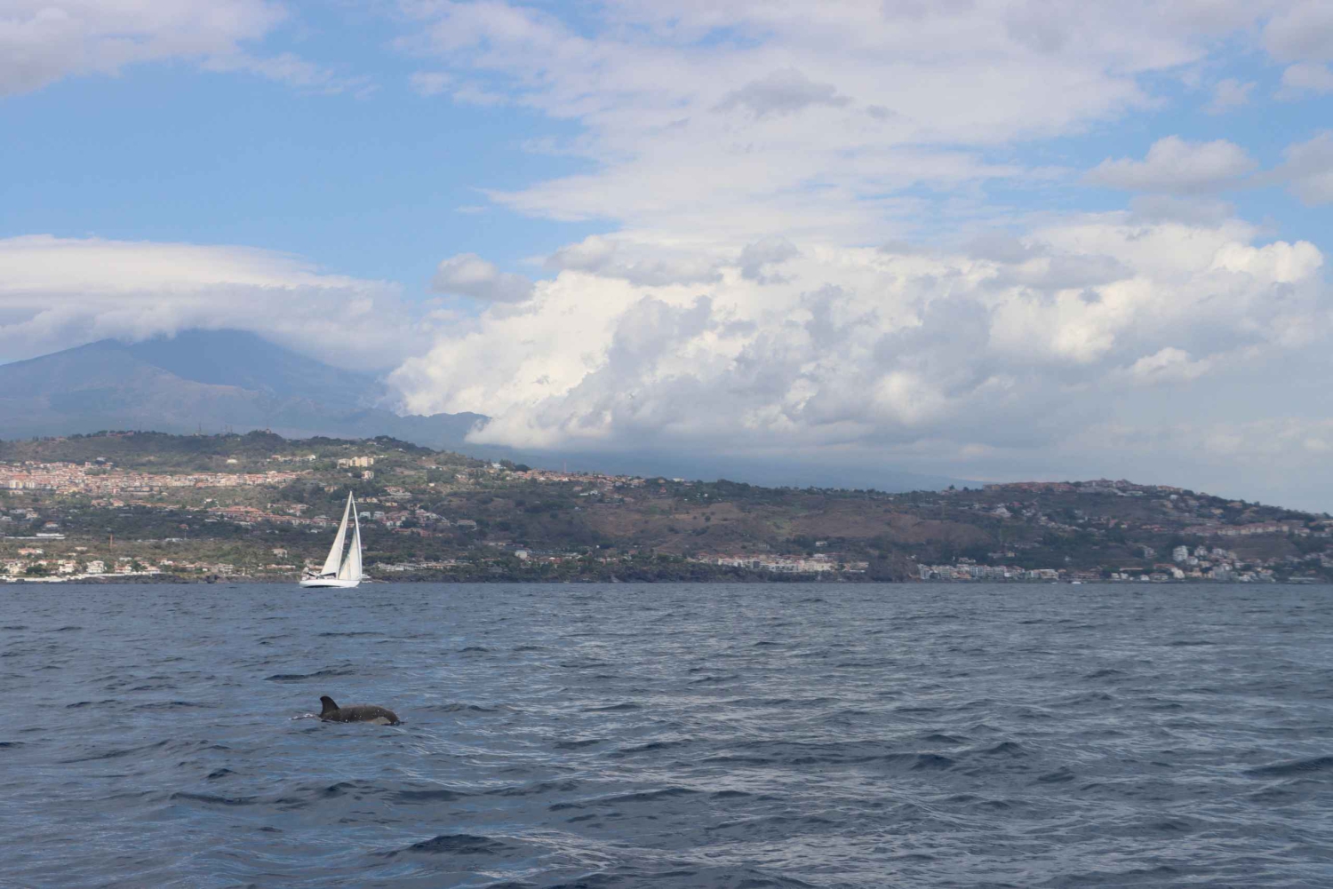 Catane : Expérience de surveillance des dauphins en mer avec Marecamp