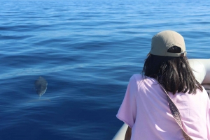 Catania: Dolphin Monitoring Sailing Experience with Marecamp