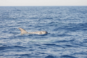 Catania: Dolphin Monitoring Sailing Experience with Marecamp