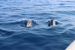Catania: Dolphin Monitoring Sailing Experience with Marecamp