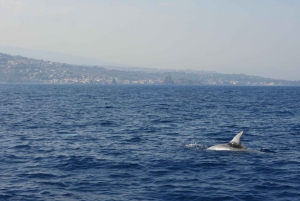 Catania: Zeilervaring met dolfijnen met Marecamp