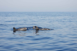 Catania: Zeilervaring met dolfijnen met Marecamp