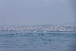 Catania: Zeilervaring met dolfijnen met Marecamp