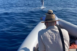 Catania: Zeilervaring met dolfijnen met Marecamp