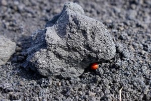 Catania: Etna Morning or Sunset Trek with Lava Tunnel & Gear