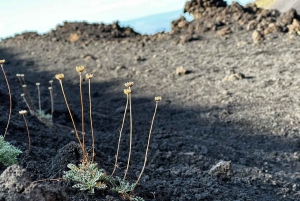 Catania: Caminhada no Etna pela manhã ou ao pôr do sol com túnel de lava e equipamento
