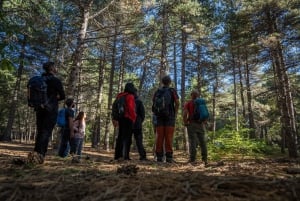 Catania: Excursão matinal ao Etna com transfer