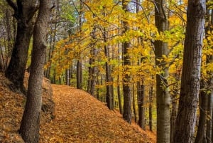 Catania: Morgontur till Etna med transfer