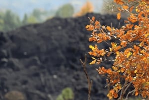 Catania: Morgontur till Etna med transfer