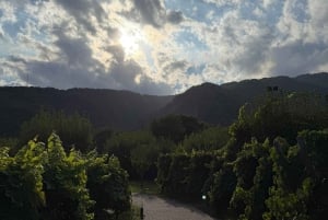 Catania: Etna vinkultur og kulinarisk opplevelse