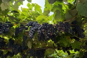 Catania: Etna vinkultur og kulinarisk opplevelse