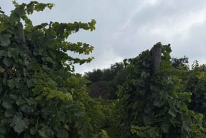 Catania: Etna vinkultur og kulinarisk opplevelse