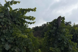 Catane : Visite œnologique de l’Etna et expérience culinaire