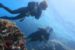 Catania: Gulf Scuba Diving Tour with Marine Biologist