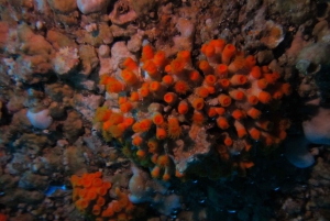 Catania: Gulf Scuba Diving Tour with Marine Biologist