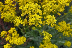 Catania: Aamutour Etnalle ja vierailu Valle del Boveen