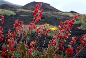Catania: Mount Etna Morning or Sunset Day Trip with Tasting