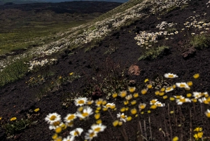 Catania: Mount Etna Morning Jeep Tour