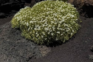 Catania: Mount Etna Morning Jeep Tour