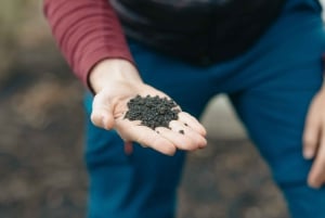 Catania: Ätna-Tagesausflug mit Verkostung am Morgen oder bei Sonnenuntergang