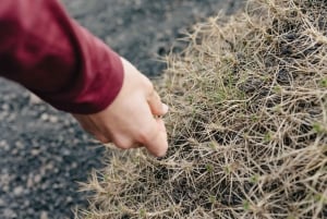 Catania: Ätna-Tagesausflug mit Verkostung am Morgen oder bei Sonnenuntergang