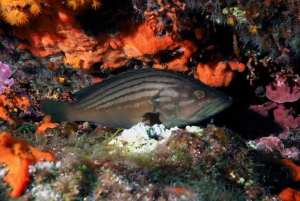 Catania: Scuba Diving Experience