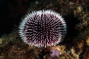 Catania: Scuba Diving Experience